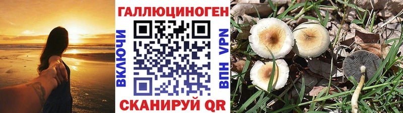 Купить где  Кинешма  Галлюциногенные грибы Psilocybe 